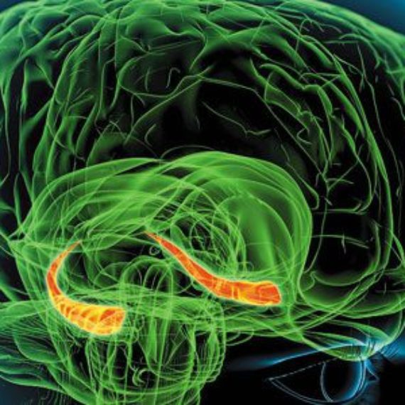 How Our Brains Make Memories